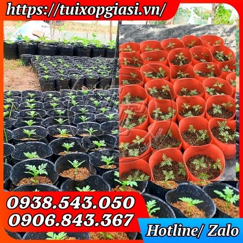 Chậu nhựa dẻo trồng cây