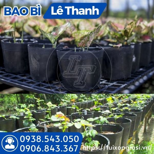 Chậu nhựa dẻo ươm cây giống