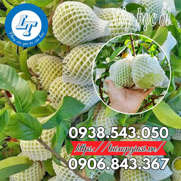 Công dụng của xốp bọc ổi Công dụng của xốp bọc ổi