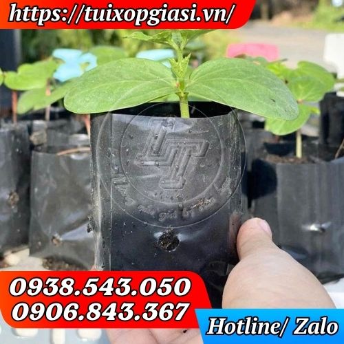 Túi ươm cây con cho vườn ươm