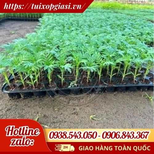 Khay nhựa đen ươm cây rau mầm tiện lợi, hiệu quả