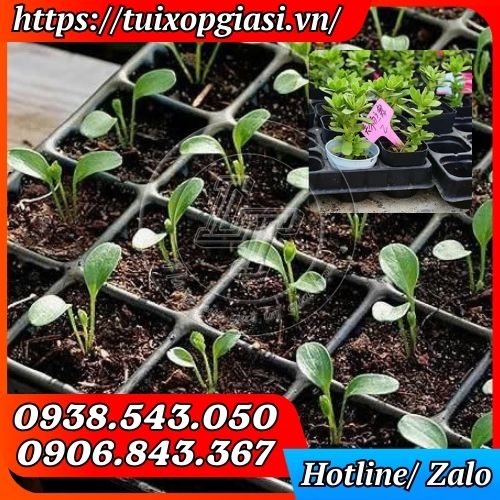 Khay nhựa ươm hạt giống