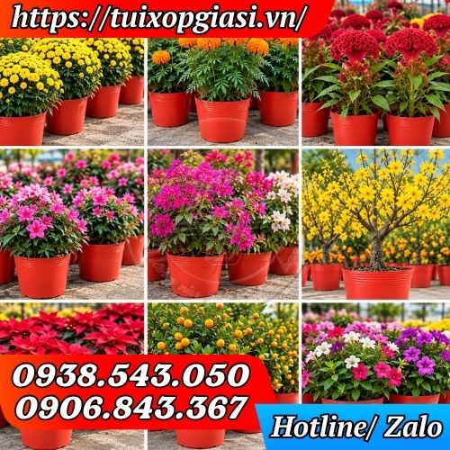 Chậu mỏ đỏ kết hợp được với nhiều loại hoa khác nhau