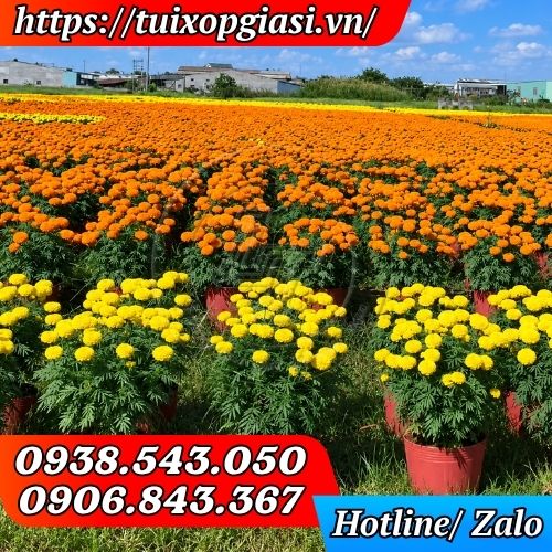 Chậu nhựa dẻo trồng hoa tết