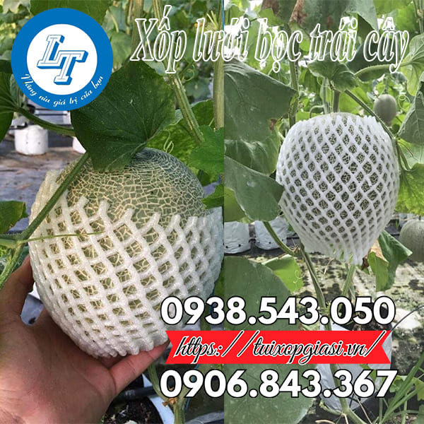 Lưới xốp bọc trái cây trong giai đoạn sinh trưởng và phát triển Lưới xốp bọc trái cây trong giai đoạn sinh trưởng và phát triển