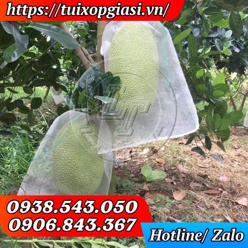 Túi lưới cước trắng bọc mít