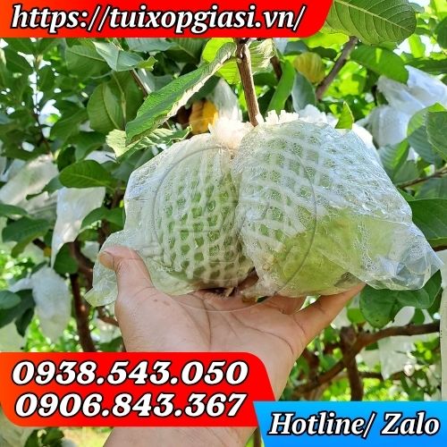 Xốp bọc ổi lồng sẵn