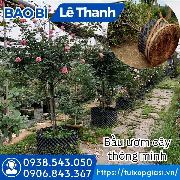 Sử dụng bầu ươm cây thông minh tiện lợi giá rẻ