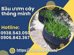 BẦU ƯƠM CÂY THÔNG MINH giá rẻ ở đâu bán?
