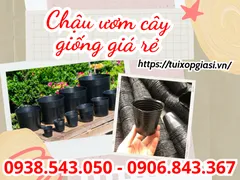 Chậu ươm cây giống giá rẻ mua tại nhà cung cấp