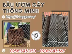 Cung cấp giá rẻ bầu ươm cây thông minh