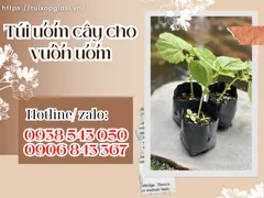 Cung cấp túi ươm cây con cho vườn ươm giá rẻ