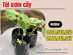 Túi ươm cây giá rẻ chất lượng