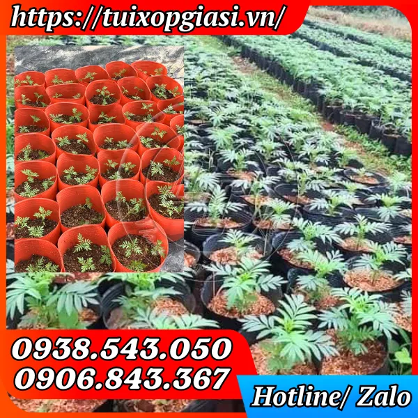 CHẬU NHỰA DẺO TRỒNG CÂY