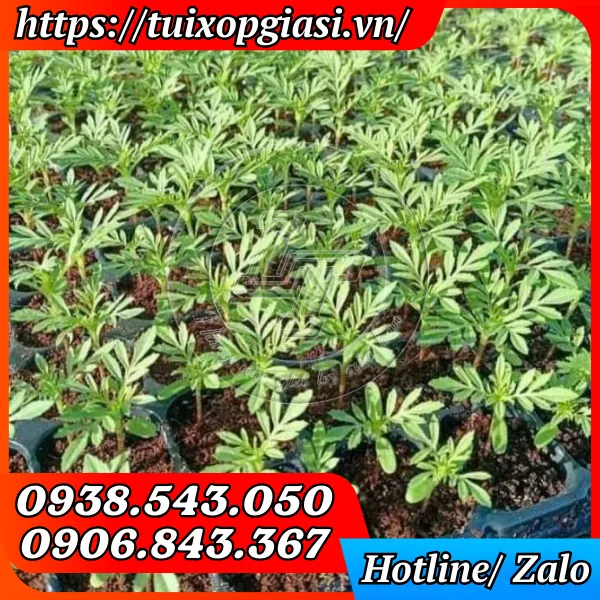 KHAY NHỰA ƯƠM HẠT GIỐNG