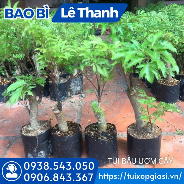 Túi bầu ươm cây Túi bầu ươm cây