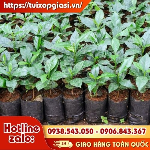 Túi bầu ươm cây giống