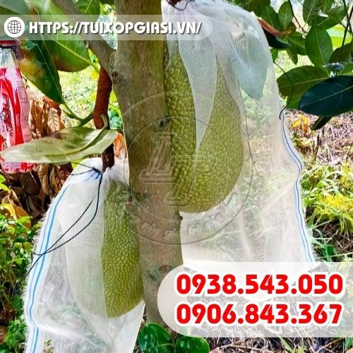 Túi lưới cước bọc mít giúp tăng năng suất trái