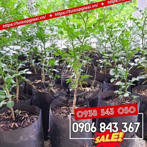 Túi ươm cây công nghiệp giá sỉ tốt
