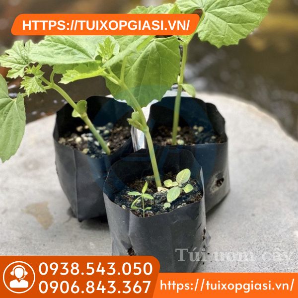 Túi ươm cây giúp bảo vệ cây