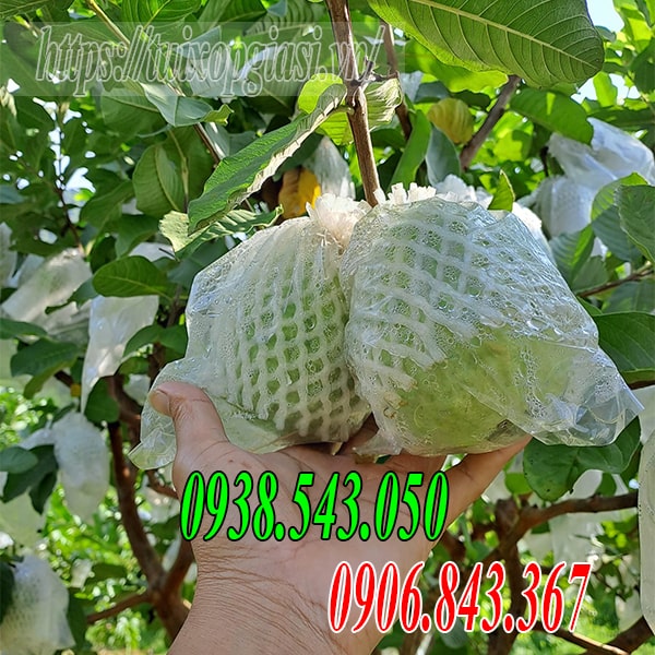 Xốp bọc ổi lòng sẵn