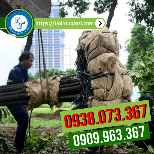 Bao bố bó rễ cây Bao bố bó rễ cây