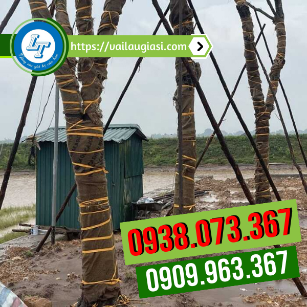 Bao bố bó thân cây Bao bố bó thân cây