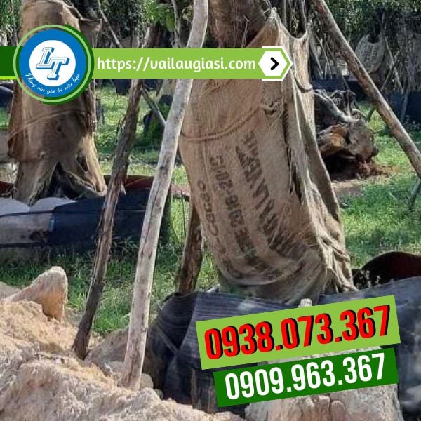 Bao bố cũ rách dùng để bão dưỡng bọc rễ cây Bao bố cũ rách dùng để bão dưỡng bọc rễ cây