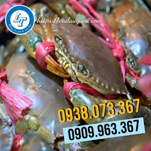 Dây nilon dùng để buộc cua Dây nilon dùng để buộc cua