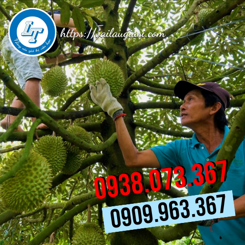 Găng tay poly được sử dụng trong nông nghiệp Găng tay poly được sử dụng trong nông nghiệp