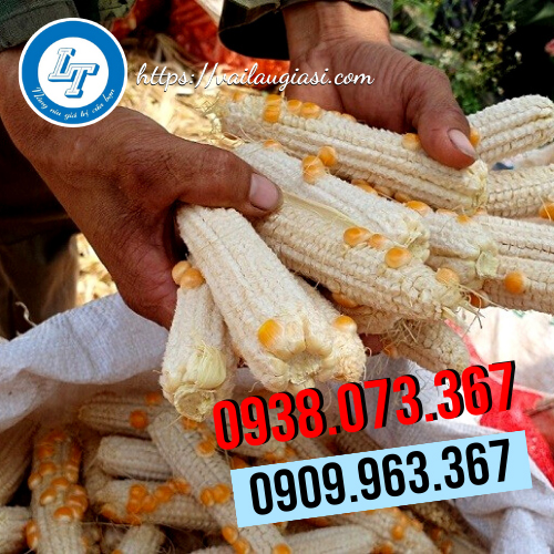 Sử dụng bao cũ để đóng cùi ngô Sử dụng bao cũ để đóng cùi ngô