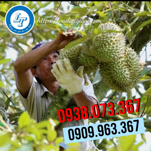 Dùng găng tay poly để hái sầu riêng Dùng găng tay poly để hái sầu riêng