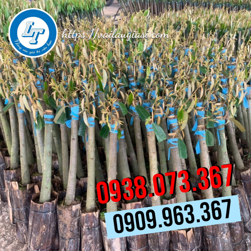 Dây nilon dùng để buộc cố định hàng hóa Dây nilon dùng để buộc cố định hàng hóa