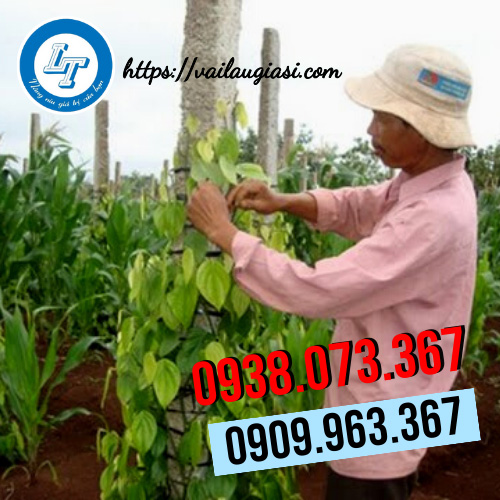 Sử dụng dây vải cột tiêu trong nông nghiệp Sử dụng dây vải cột tiêu trong nông nghiệp