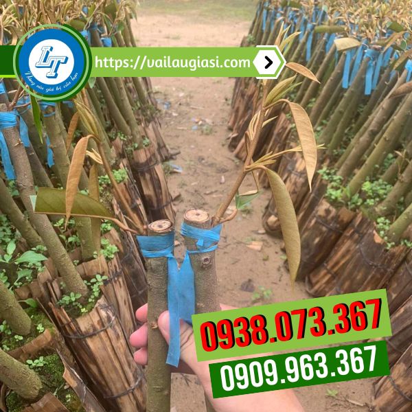 Ứng dụng của dây nilon ống trong đời sống Ứng dụng của dây nilon ống trong đời sống