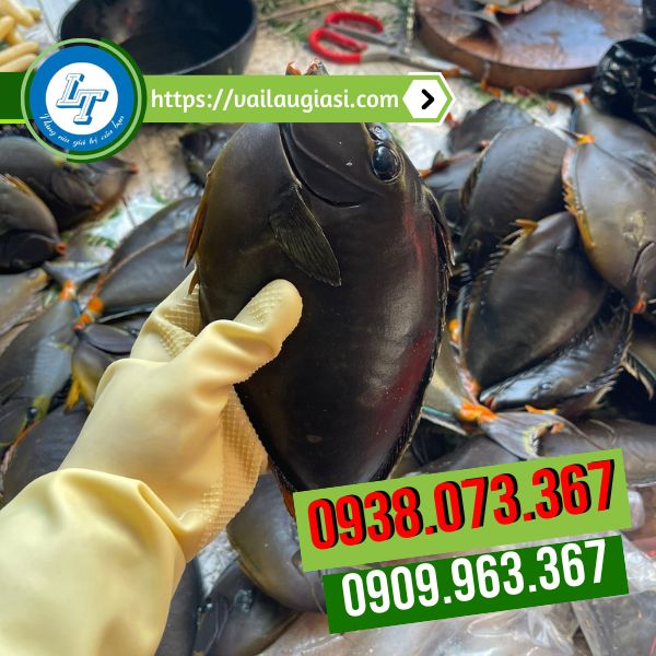 Ứng dụng của găng tay cao su Ứng dụng của găng tay cao su