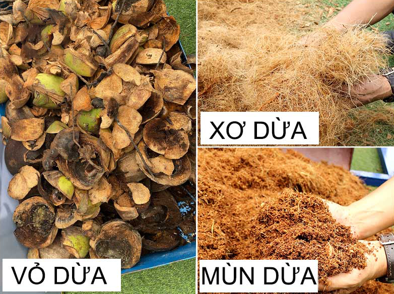 Xơ dừa là gì Xơ dừa là gì