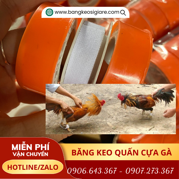 Băng keo được quấn cựa gà trong thi đấu Băng keo được quấn cựa gà trong thi đấu