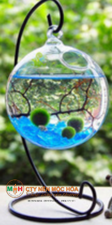 Một hệ sinh thái thu nhỏ treo lủng lẳng trên không trung Một hệ sinh thái thu nhỏ treo lủng lẳng trên không trung