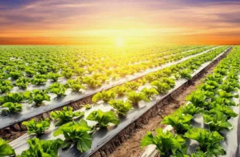 FSSC 22000 CONSULTING