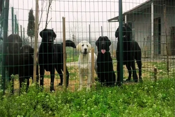 Hàng Rào Lưới Thép - An Thành