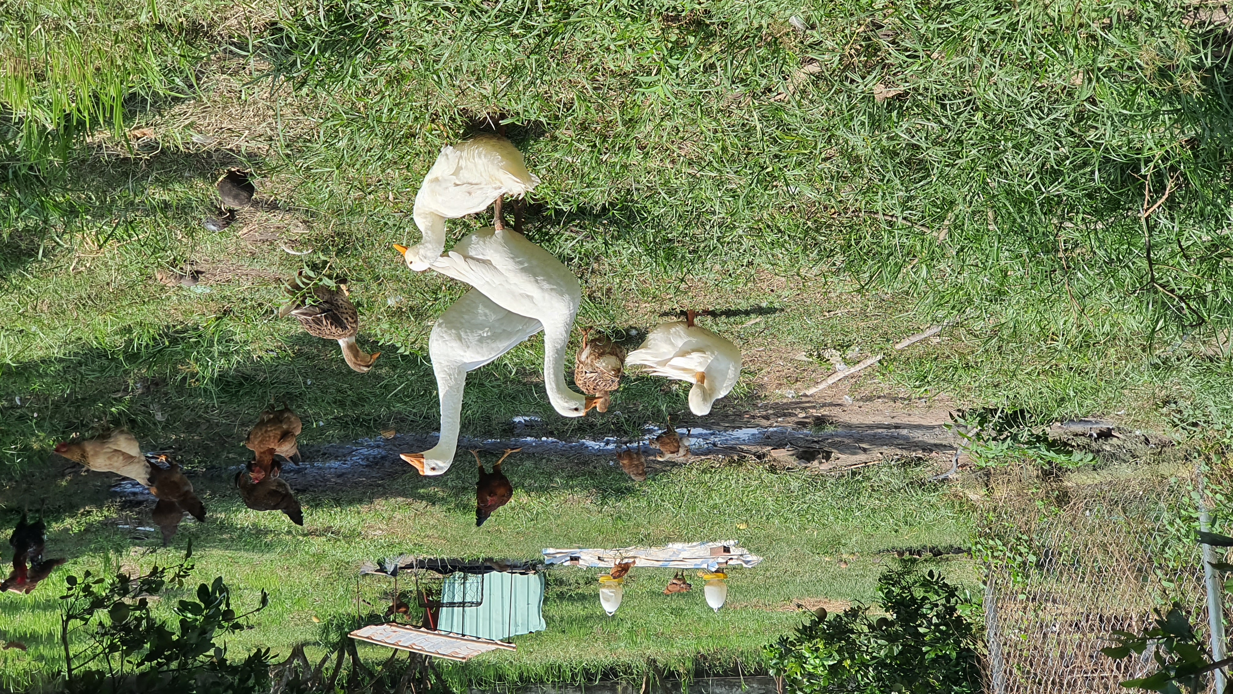 Hãy làm nông nghiệp mà không tốn nhiều chi phí, đầu tư giá thành thấp trên nguyên tắc tự cung tự cấp. Hãy làm nông nghiệp mà không tốn nhiều chi phí, đầu tư giá thành thấp trên nguyên tắc tự cung tự cấp.