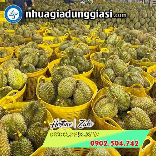 Cần xé nhựa đựng sầu riêng chuyên dụng Cần xé nhựa đựng sầu riêng chuyên dụng