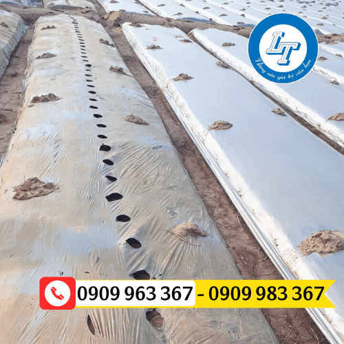 Cung cấp màng phủ nông nghiệp giá sỉ rẻ TPHCM màng phủ nông nghiệp