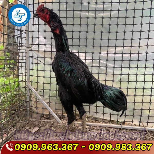 LƯỚI NHỰA Ô VUÔNG ĐEN GIÁ SỈ TẬN XƯỞNG lưới nhựa dẻo rào gà