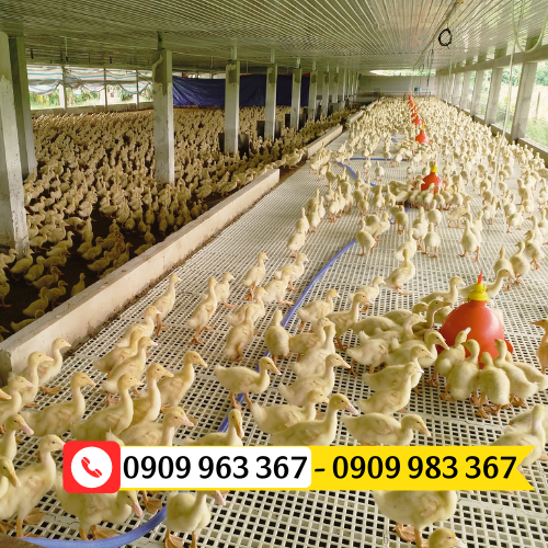 Sàn nhựa nuôi gà vịt ngan ngỗng giá rẻ tấm nhựa lót sàn nuôi gà vịt