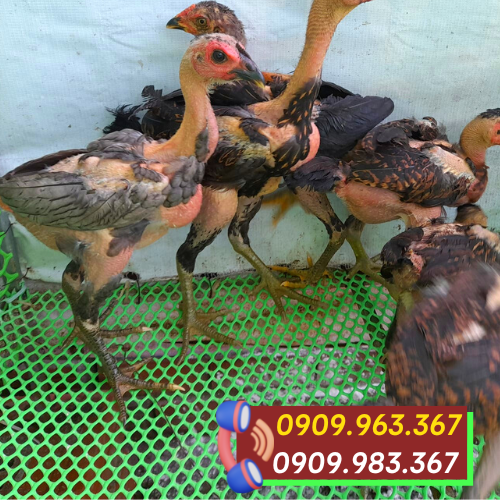 Lưới nhựa mắt nhỏ mua ở đâu giá rẻ? lưới nhựa lót sàn nuôi gà vịt