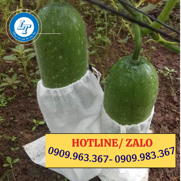 MUA TÚI BỌC TRÁI CÂY, RAU QUẢ CHỐNG CÔN TRÙNG Ở ĐÂU GIÁ RẺ túi bao bầu bí