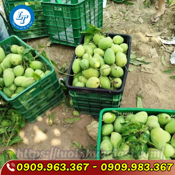 BÁN RỖ XOÀI 30KG MÀU XANH, ĐEN GIÁ SỈ TỐT rỗ nhựa đóng xoài