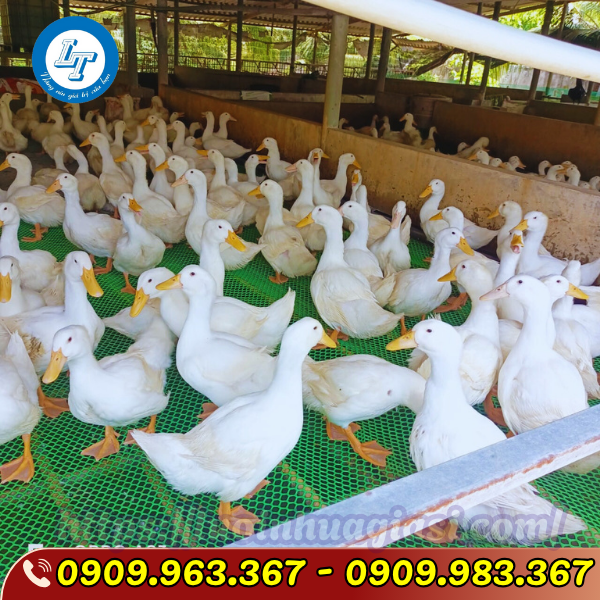 lưới nhựa lỗ tròn 1cm mua đâu giá rẻ? lưới nhựa lót sàn nuôi vịt